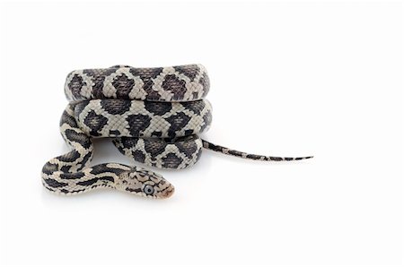 simsearch:400-04092830,k - Anery Mexican Night Snake curled up against white background. Stock Photo - Budget Royalty-Free & Subscription, Code: 400-04583898