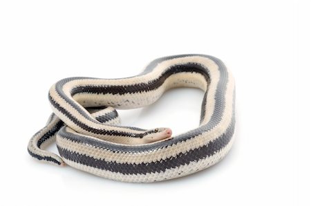 simsearch:400-04092830,k - San Ignacio Rosy Boa against a white background. Stock Photo - Budget Royalty-Free & Subscription, Code: 400-04583890