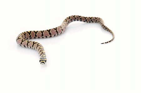 simsearch:400-04092830,k - Mandarin Rat Snake against white background. Stock Photo - Budget Royalty-Free & Subscription, Code: 400-04583892