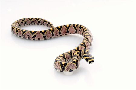 simsearch:400-04092830,k - Mandarin Rat Snake against white background. Stock Photo - Budget Royalty-Free & Subscription, Code: 400-04583893