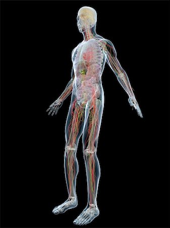 3d rendered anatomy illustration of a transparent human body Stock Photo - Budget Royalty-Free & Subscription, Code: 400-04594983