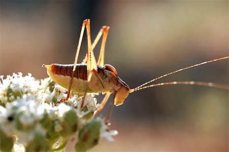 grasshopper on a white flower Stock Photo - Budget Royalty-Free & Subscription, Code: 400-04596924