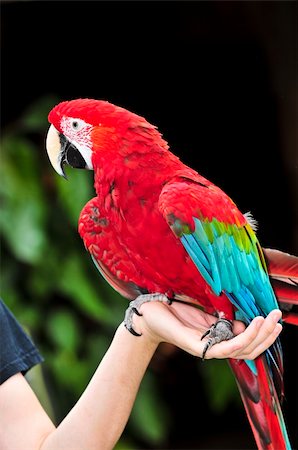 red scarlet macaw parrot sitting on hand Stock Photo - Budget Royalty-Free & Subscription, Code: 400-04598341