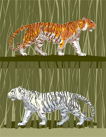 roar lion head picture - Two tigers white and striped go among a reed. Stock Photo - Budget Royalty-Free & Subscription, Code: 400-04599265