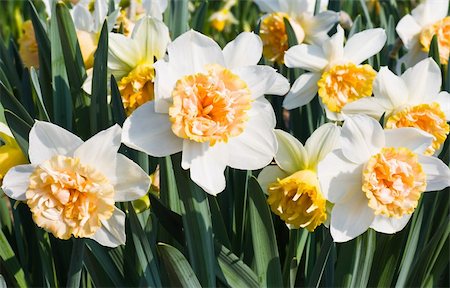 White and orange daffodils in the sun in april Stock Photo - Budget Royalty-Free & Subscription, Code: 400-04599824