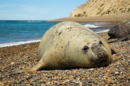 simsearch:700-00481653,k - Elephant seal in Peninsula Valdes, Patagonia. Stock Photo - Budget Royalty-Free & Subscription, Code: 400-04590122