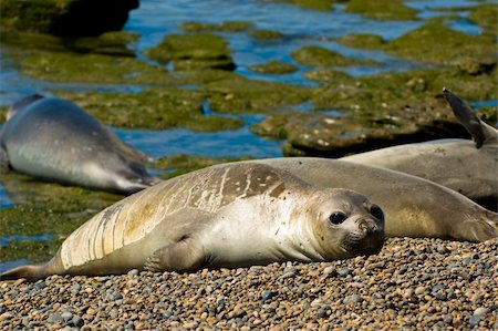 simsearch:700-00481653,k - Elephant seals in Peninsula Valdes, Patagonia, Argentina. Stock Photo - Budget Royalty-Free & Subscription, Code: 400-04590231