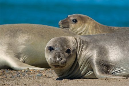 simsearch:700-00481653,k - Elephant seal in the coast of Peninsula Valdes, Patagonia, Argentina. Stock Photo - Budget Royalty-Free & Subscription, Code: 400-04590305