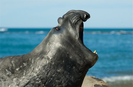 simsearch:700-00481653,k - Elephant seal in the coast of Peninsula Valdes, Patagonia, Argentina. Stock Photo - Budget Royalty-Free & Subscription, Code: 400-04590306