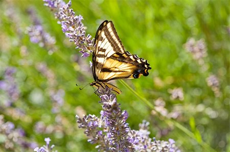 simsearch:400-07518693,k - Western Tiger Swallowtail, Papilio rutulus, in field of Lavender Stock Photo - Budget Royalty-Free & Subscription, Code: 400-04591229