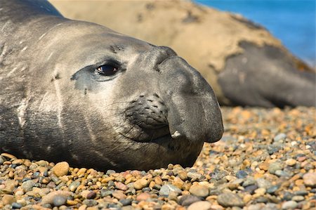 simsearch:700-00481653,k - Elephant seal in the coast of Peninsula Valdes, Patagonia, Argentina. Stock Photo - Budget Royalty-Free & Subscription, Code: 400-04591440