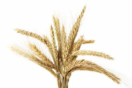 simsearch:400-05686149,k - Wheat isolated on white Stock Photo - Budget Royalty-Free & Subscription, Code: 400-04592005