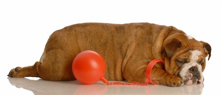 ball and chain - english bulldog tied to the old ball and chain Stock Photo - Budget Royalty-Free & Subscription, Code: 400-04592344