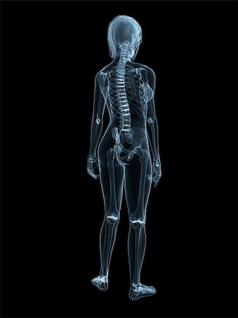 3d rendered illustration of a transparent female body with skeletal system Stock Photo - Budget Royalty-Free & Subscription, Code: 400-04604497