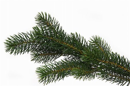 fir needle - Plastic fir tree branch isolated on white background Stock Photo - Budget Royalty-Free & Subscription, Code: 400-04604735