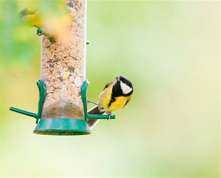 simsearch:400-04604339,k - A male Great Tit perched on a seed feeder. Stock Photo - Budget Royalty-Free & Subscription, Code: 400-04605376