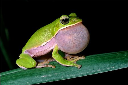 Tree frog courtship as big bubble Stock Photo - Budget Royalty-Free & Subscription, Code: 400-04605448