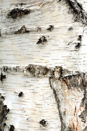 peeling bark - Tree bark. Details. Close up. Texture. Stock Photo - Budget Royalty-Free & Subscription, Code: 400-04605540