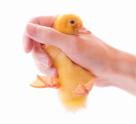 Duckling in hand isolated on white Stock Photo - Budget Royalty-Free & Subscription, Code: 400-04606068