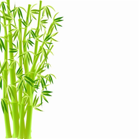 vector illustration of bamboo on white Stock Photo - Budget Royalty-Free & Subscription, Code: 400-04606325