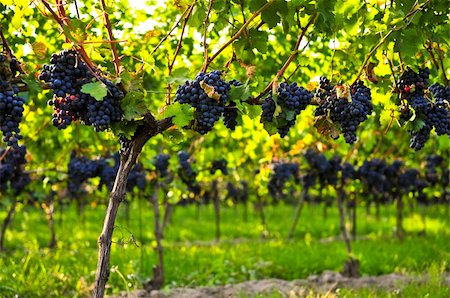 simsearch:846-03166143,k - Purple grapes growing on vine in bright sunshine Stock Photo - Budget Royalty-Free & Subscription, Code: 400-04607274