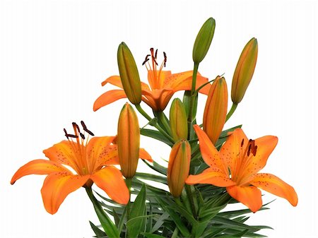 simsearch:649-07648640,k - bouquet of lilies isolated on white Stock Photo - Budget Royalty-Free & Subscription, Code: 400-04607596
