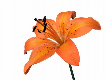 orange lily flower isolated on white Stock Photo - Budget Royalty-Free & Subscription, Code: 400-04607598