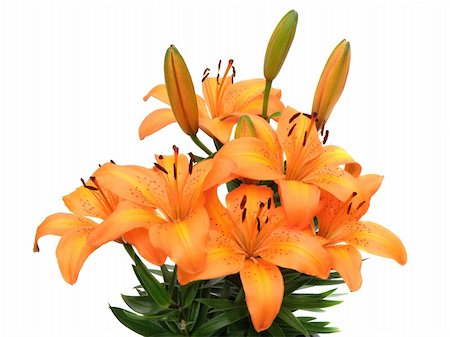 simsearch:649-07648640,k - bouquet of lilies isolated on white Stock Photo - Budget Royalty-Free & Subscription, Code: 400-04607599