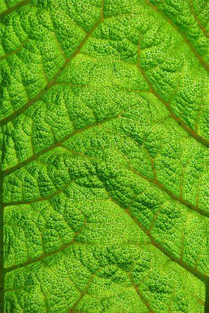 simsearch:400-04701752,k - Fern leaf closeup showing texture with sunlight lighting it from the back. Photographie de stock - Aubaine LD & Abonnement, Code: 400-04607764