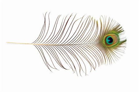 peacock pattern photography - Peacock feather isolated over white background. Stock Photo - Budget Royalty-Free & Subscription, Code: 400-04609058