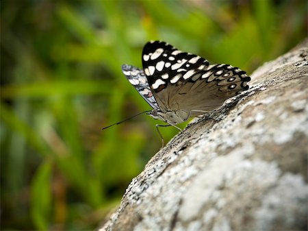 simsearch:400-06912266,k - Macro shot of a butterfly on a rock. This picture was taken in the south of Brazil. Stock Photo - Budget Royalty-Free & Subscription, Code: 400-04609181