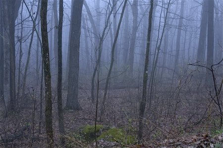 Beautiful and surreal foggy forest very peaceful yet foreboding. Photographie de stock - Aubaine LD & Abonnement, Code: 400-04600881
