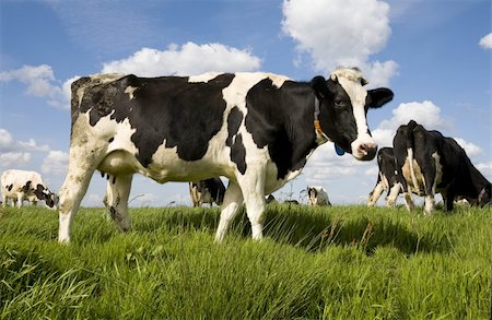 dutch cow pictures - Dutch cows in the meadow Stock Photo - Budget Royalty-Free & Subscription, Code: 400-04603474