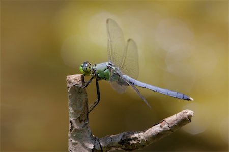 Eastern Pondhawk Dragonfly (erythemis simplicicollis) perched on a stick Stock Photo - Budget Royalty-Free & Subscription, Code: 400-04614626