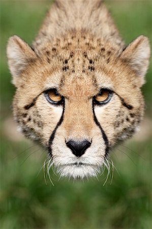 simsearch:400-04597010,k - Portrait of a Cheetah - Acinonyx jubatus Stock Photo - Budget Royalty-Free & Subscription, Code: 400-04614741