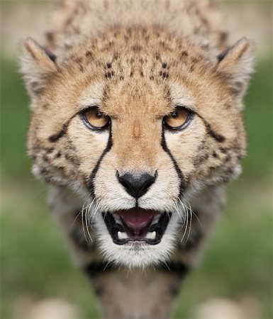 simsearch:400-04597010,k - Portrait of a Cheetah - Acinonyx jubatus Stock Photo - Budget Royalty-Free & Subscription, Code: 400-04614742