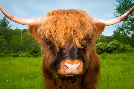 simsearch:400-05135877,k - A Scottish Highland bull standing in a field of green grass. Photographie de stock - Aubaine LD & Abonnement, Code: 400-04614907