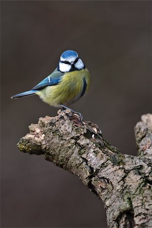 simsearch:400-04604339,k - Blue Tit sitting on a branch Stock Photo - Budget Royalty-Free & Subscription, Code: 400-04614900