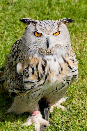 staring eagle - Eagle Owl staring up from the ground against a green grass background Photographie de stock - Aubaine LD & Abonnement, Code: 400-04616068