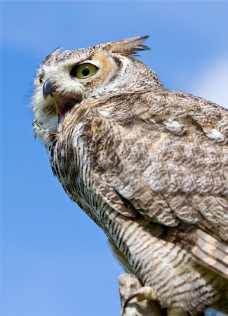 staring eagle - Eagle Owl from a low angle against a blue sky Photographie de stock - Aubaine LD & Abonnement, Code: 400-04616069