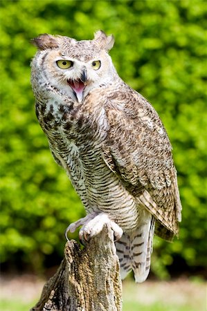 staring eagle - Eagle Owl on a branch against a green background Photographie de stock - Aubaine LD & Abonnement, Code: 400-04616070