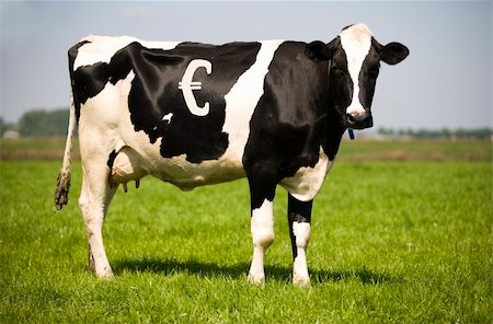 dutch cow pictures - Dutch cow with spots in the shape of an Euro sign Stock Photo - Budget Royalty-Free & Subscription, Code: 400-04616222