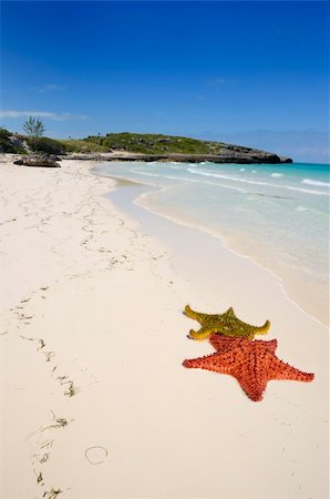 View of tropical cuban beach with starfish and vegetation, cayo guillermo. Stock Photo - Budget Royalty-Free & Subscription, Code: 400-04618264