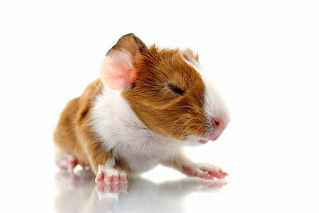 Newborn guinea pig before white background. Stock Photo - Budget Royalty-Free & Subscription, Code: 400-04618490