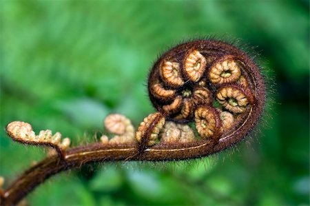 simsearch:400-04701752,k - Close up of a new tree fern frond unwinding Photographie de stock - Aubaine LD & Abonnement, Code: 400-04618814