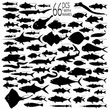 66 pieces of detailed vectoral fish silhouettes. Stock Photo - Budget Royalty-Free & Subscription, Code: 400-04618849