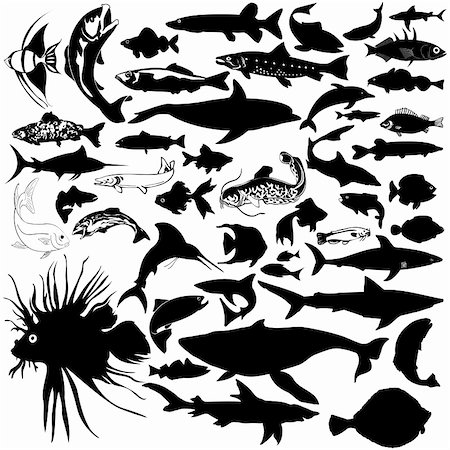 46 pieces of detailed vectoral fish and sea animal silhouettes. Stock Photo - Budget Royalty-Free & Subscription, Code: 400-04618850