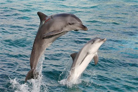 Two graceful bottlenose dolphins bow jumping out of the water Stock Photo - Budget Royalty-Free & Subscription, Code: 400-04619640