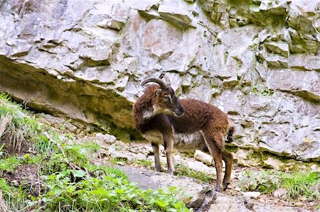 simsearch:400-05294140,k - Wild British Primitive Goat in Cheddar Gorge Somerset England Stock Photo - Budget Royalty-Free & Subscription, Code: 400-04619725