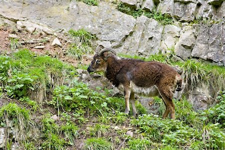 simsearch:400-05294140,k - Wild British Primitive Goat in Cheddar Gorge Somerset England Stock Photo - Budget Royalty-Free & Subscription, Code: 400-04619726